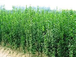 供应优质苗木与草花，青州振华苗木基地为您提供多样化选择