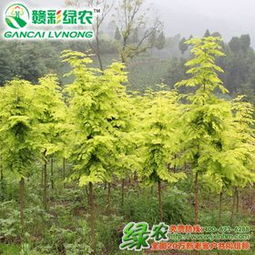 苗木 生命的起点与希望的象征