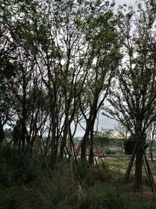 四川精品苗木供应商 打造绿色产业的坚实后盾