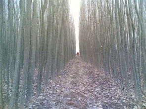 西北地区主要苗木供应与价格信息