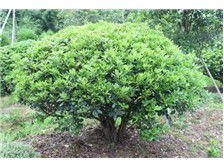 郴州市苏仙区宏达草皮苗木基地产品展示 优质苗木，绿化首选