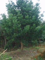 花木与苗木产品展示 探索全球花木网的精彩世界