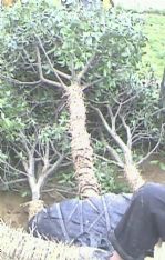 绿化苗木产品介绍与欣赏 120 苗木图片信息详解