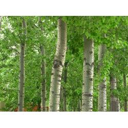 保定市绿化苗木供应与批发 厂家直供，构筑生态绿城