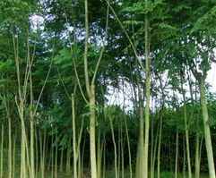 沭阳苗木产业新星 新河镇飞翔苗木园艺场的绿色发展与经营之道