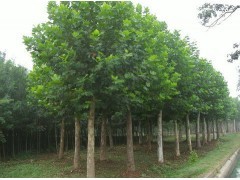 山东柽柳苗木供应 优质乔灌木绿化选择，尽在597苗木网