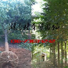 西湖管理区林森苗圃基地 优质苗木供应的绿色宝库