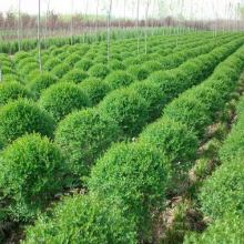 2019年绿化苗木市场行情与批发价格分析——基于第16页园林网数据