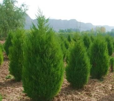 苗木防护 从选苗到养护的全方位管理指南