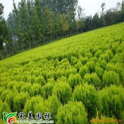 洒金柏 整齐树形下的金叶苗木翘楚