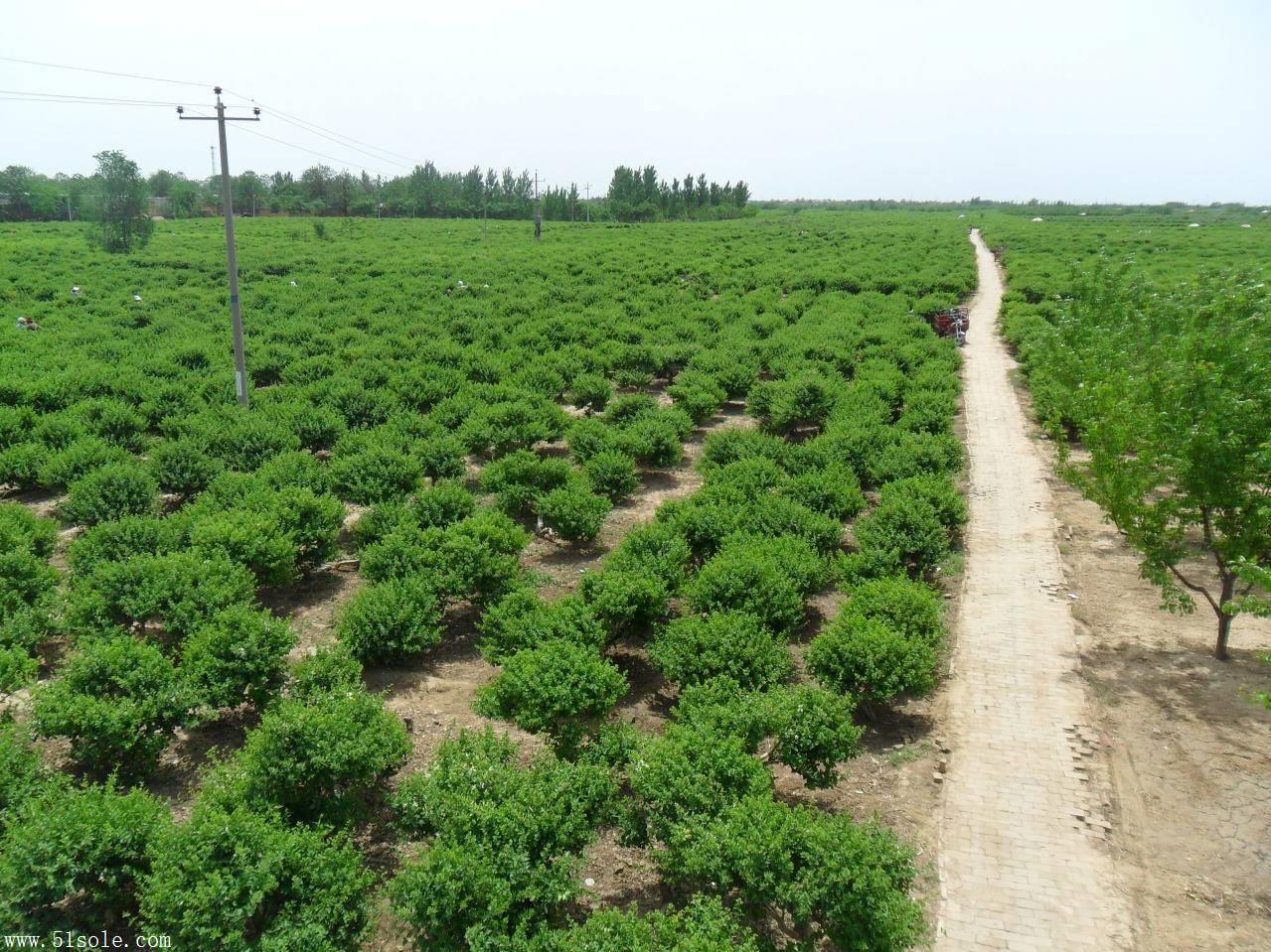 走进河北巨鹿 金银花苗木推广种植基地探秘