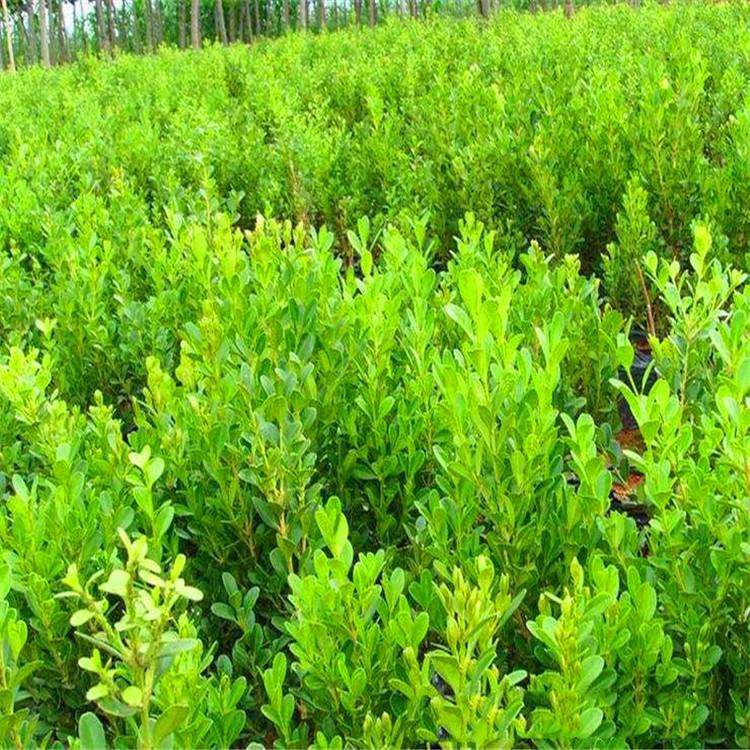 庭院绿化首选 瓜子黄杨——四季常青的耐寒绿篱植物