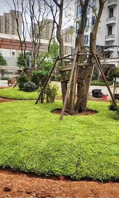 高寒地区园林绿化工程苗木实施注意事项