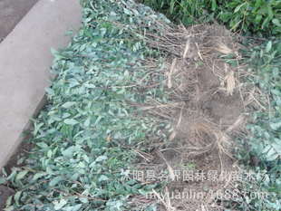 名界园林厂家常年供应灌木绣线菊——高品质苗木，专业指导价尽在农苗网