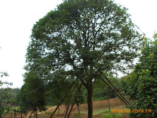 供应湖南优质八月桂苗木，尽在农苗网与浏阳林子洲苗圃