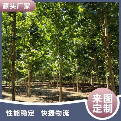 法桐苗木畅销全国，优质基地助力绿化建设