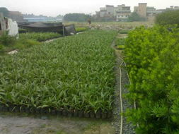 湖南苗木批发产品展示——走进花卉世界网