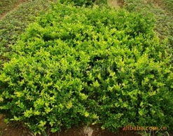 浏阳市鑫森花卉苗木种植专业合作社绿化苗木产品列表